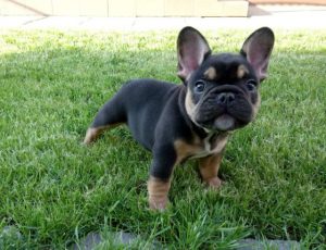 frenchdog